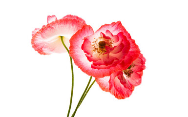 poppy flower isolated
