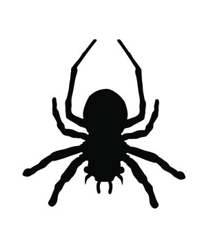 Spider vector silhouette illustration isolated on white background. Black widow tattoo sign.
