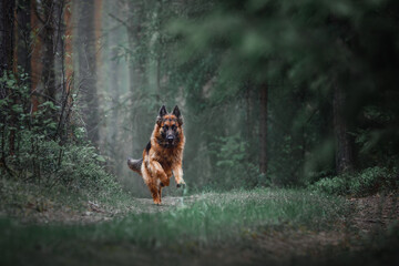 portrait of long haired female german shepherd dog running fast in dark green forest in daytime in...