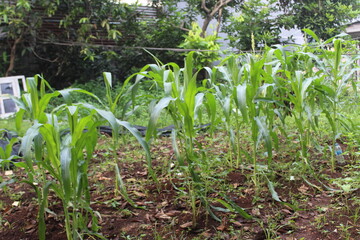 Corn tree flowers that begin to grow into fruit.Lush green corn trees in the garden.