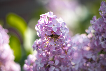 bee on a flower