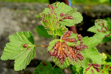 Red stains on the currant leaves damaged by pests