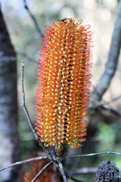 Coastal Banksia Ericifolia Flower In Bloom