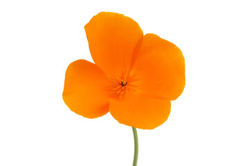 Naklejka premium Mak kalifornijski na białym tle