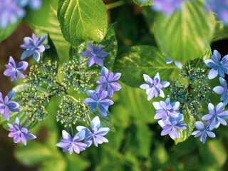 東京文京区の白山神社のアジサイ　6月