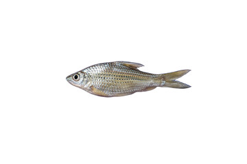 Siamese mud carp, Henicorhynchus siamensis isolated on white background