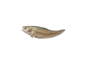 Fototapeta premium Clown knifefishes, Featherbackfishes isolated on white background