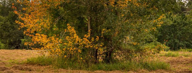 Autumnal Field Panorama