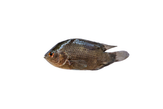 Climbing perch, Climbing gourami, Anabas testudineus isolated on white background