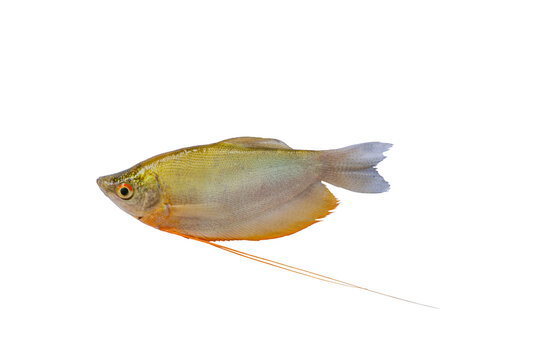 Gouramis, Gouramies, Sepat isolated on white background