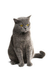 british gray cat isolated