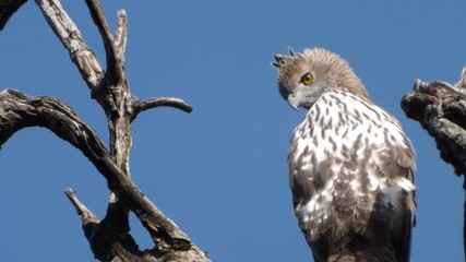 white feathered eagle looking for its prey