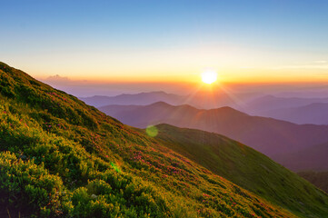 Plakat Beautiful sunset in Carpathians mountains. Blooming rhododendron on slope in evening