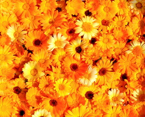 Orange calendula flowers filled the entire frame, background
