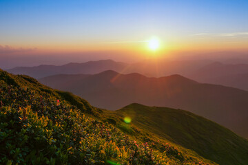 Fototapeta na wymiar Beautiful sunset in Carpathians mountains. Blooming rhododendron on slope in evening