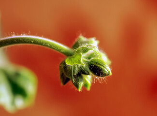 Bud pelargonium (geranium) on an orange background