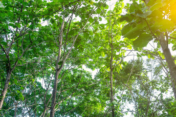 Fresh green trees in forest.
