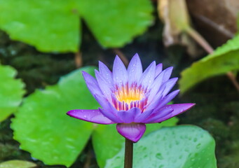 Lotus flower on background of water and leaves