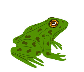 Frog vector illustration isolated on white background. Animal symbol, zoology of amphibian. 