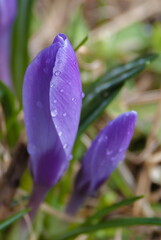 flowers Crocus spring with rain droplets