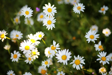 Fototapeta premium Wild flower. Little flowers on a green meadow.