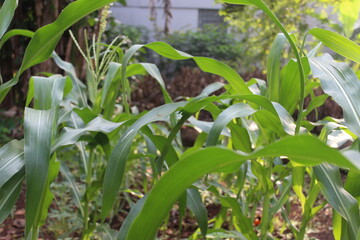 Corn tree flowers that begin to grow into fruit.Lush green corn trees in the garden.