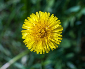 The yellow dandelion flowers close up on green background