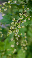 Fototapeta na wymiar Currant flowers close-up on green background