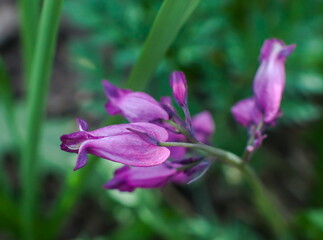 Flowers dicentra Formosa closeup on green background