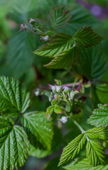 Raspberry flower buds close up on green background