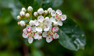 Black chokeberry flower closeup on green background