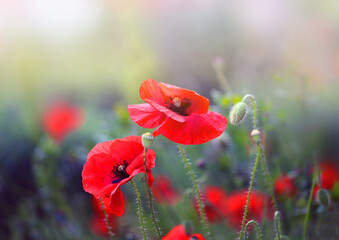 Beautiful photos of red poppies