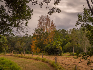 Autumn Field with Colourful Leaves and Drying Grass