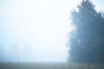 Fog in the field. Evening nature summer with white fog.