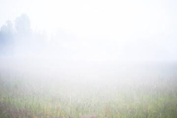 Fototapeta na wymiar Fog in the field. Evening nature summer with white fog.