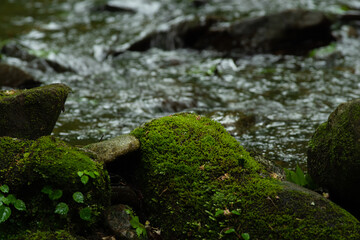 渓谷　コケ