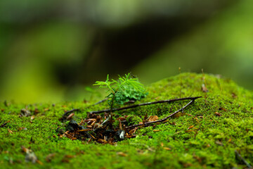苔　コケ　苔むしる森