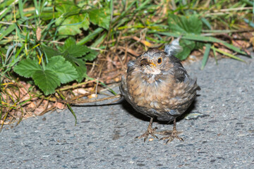 Jungvogel aus dem Nest gefallen