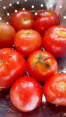 red tomatoes on a vine