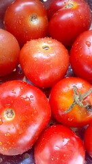 red tomatoes on a vine