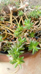 fresh herbs on the ground