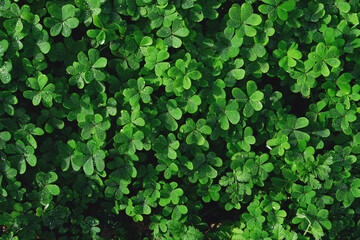 Fototapeta premium Closeup of Leaf clovers with water drops.