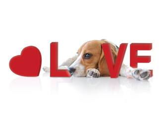 Portrait cute beagle puppy dog with Love concept.