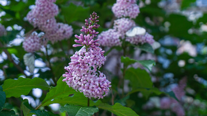 Butterflies are circling near blooming lilacs