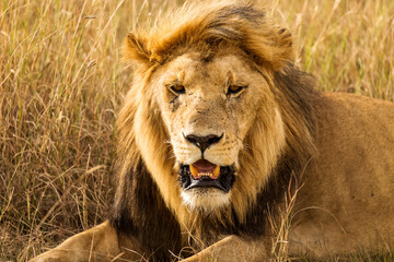 Fototapeta na wymiar Closeup of a lion resting in the grass during safari in Serengeti National Park, Tanzania. Wild nature of Africa..