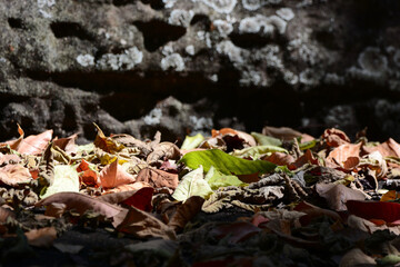 leaf on the ground