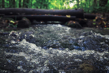Bright spring greens at dawn in the forest. Nature comes to life in early spring.