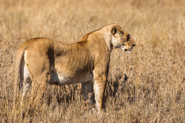 Closeup of a lioness resting in the grass during safari in Serengeti National Park, Tanzania. Wild nature of Africa..