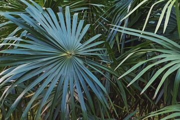 Green tropic big palm leaves close-up
