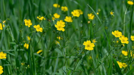 Many small buttercups in a clearing